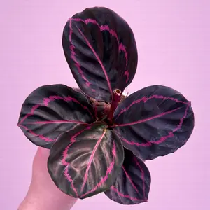 Calathea Dottie -  Calathea roseopicta 'Dottie' Prayer Plant - Pet Safe - Pet Friendly Houseplant