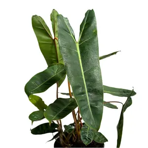 Philodendron Billietiae 6" pot - Rare Tropical Houseplant with Bold Red-Orange Petioles & Elongated Leaves for Air Purification - Beginner-Friendly & Resilient Live Indoor Plant