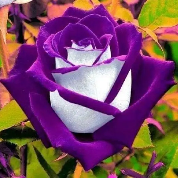 200 PCS White Purple Rose Seed, Perennial Shrub Flowers Seed - Easy Grow