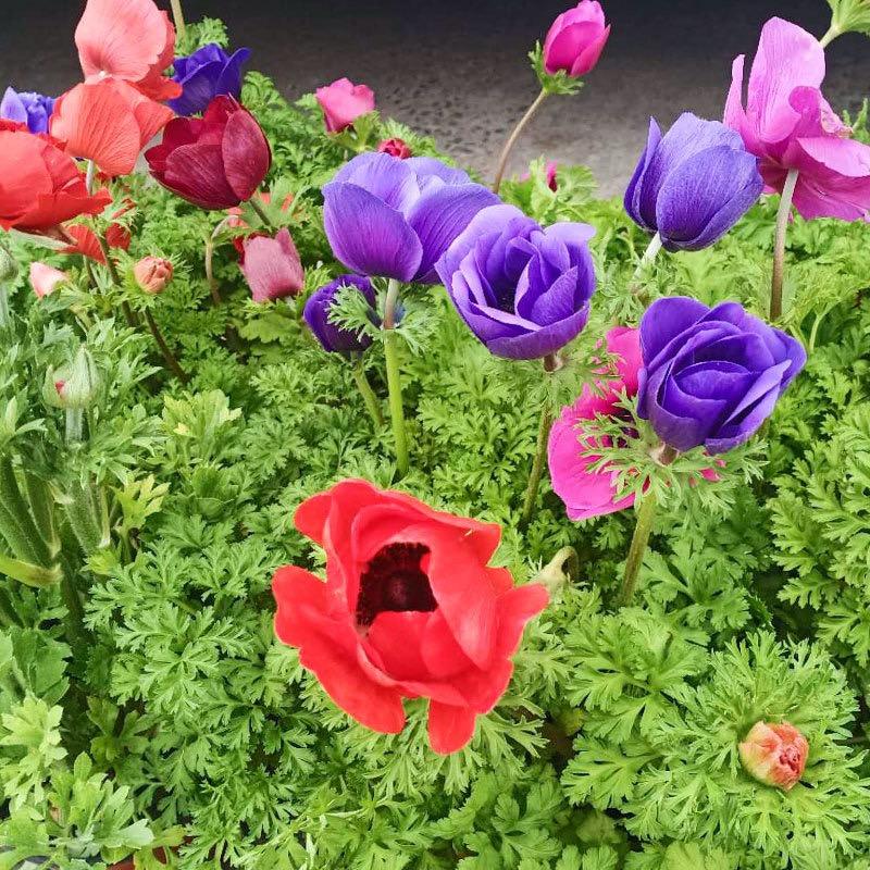 High Germination Mixed Anemone Seeds | Perennial Colorful Garden Flowers