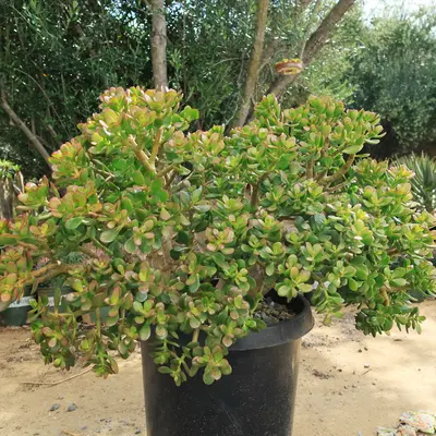 Jade Plant with Red Tips - TikTok Shop