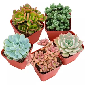 Plants for Pets Fully Rooted Live Succulent Plants - Pack of 4