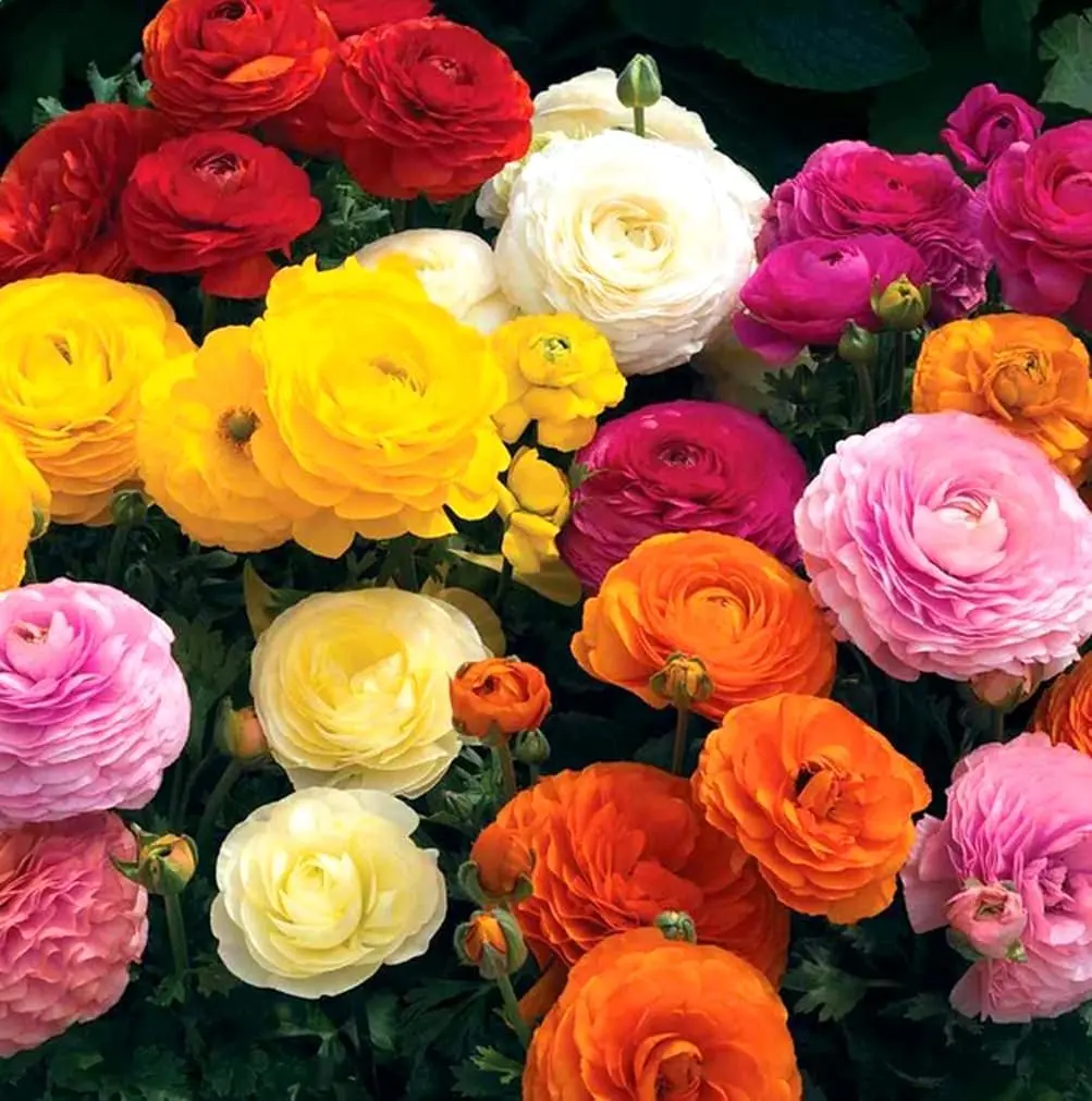 Ranunculus Flower Bulbs Mixed Color Corms for Planting Peony Style Spring Blooms for Home Garden Borders Flower Beds and Cut Bouquets