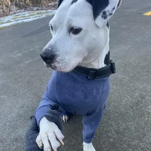 Dog Winter Jacket, Windproof Jacket with Warm Polar Fleece Lining for Small, Medium and Large Dogs, Cold Weather Dog Clothes, A Cozy Gift for Your Pet in Winter