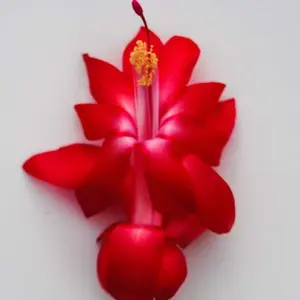 Red Christmas Cactus Plant/Thanksgiving Cactus Plant -Lipstick- live STARTER Plant-Schlumbergera Truncata ship no pot