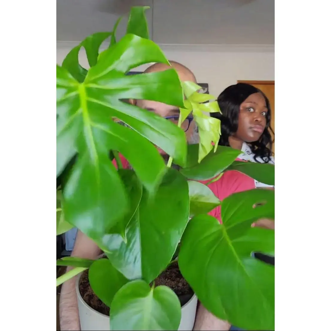 Monstera Deliciosa Split-Leaf