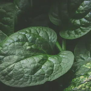 Big Round Leaf Malabar Spinach Seeds (Basella alba) – Heirloom Climber with Succulent Leaves, Thrives in Heat for Summer Greens
