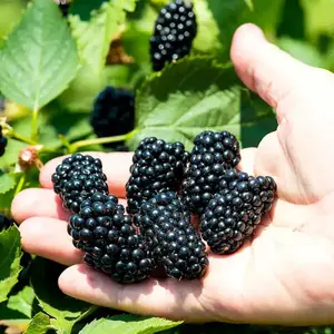300 Seeds/Pack Thornless BlackBerry Seeds,Delicious,Nutritious, Sweet, Natural Snack, Perennial Garden Or Pot Fruit