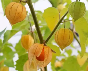 100+Tomatillo Seeds CapeGooseberry Chinese Lantern Fruit Golden Ground Berry USA