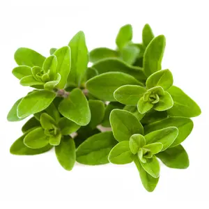 Sweet Marjoram - Bulk Seed
