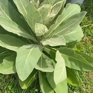 Mullein seeds Mullein seeds