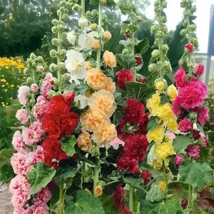 Promise: Germinate or Refund 500pcs Double Hollyhock Seeds 'Radiant Rose Mixed Colors Non-GMO Heirloom Hardy Biennial for Vibrant Tall Blooms Plant Garden Outdoor Flower Pot Decorative Tulip
