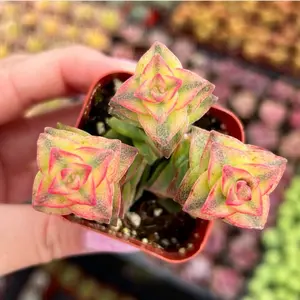 Crassula Perforata Variegata ‘String of Buttons’ – Colorful Succulent in 2” Pot – Rare Variegated Form