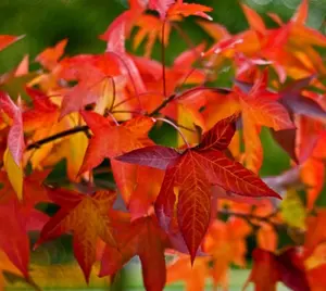 Sweetgum Tree Live Plant - Liquidambar Styraciflua - 6-12" Tall Seedling - Quart Pot