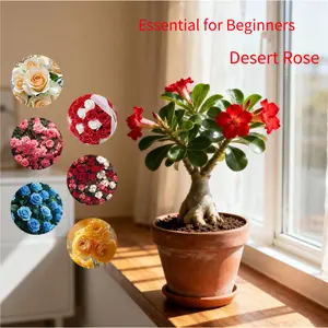 5+ Year Desert Rose Live Plant | Grafted Multi-Color Adenium | Thick Caudex Bonsai | Easy Care Indoor Outdoor Flowering Plant