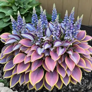 800 pcs Hosta Seeds – Low-Maintenance Plants for Shaded Outdoor Spaces