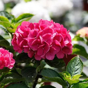 Bright Pink Hydrangea Seeds – 200+ Seeds per Pack for Stunning Garden Blooms