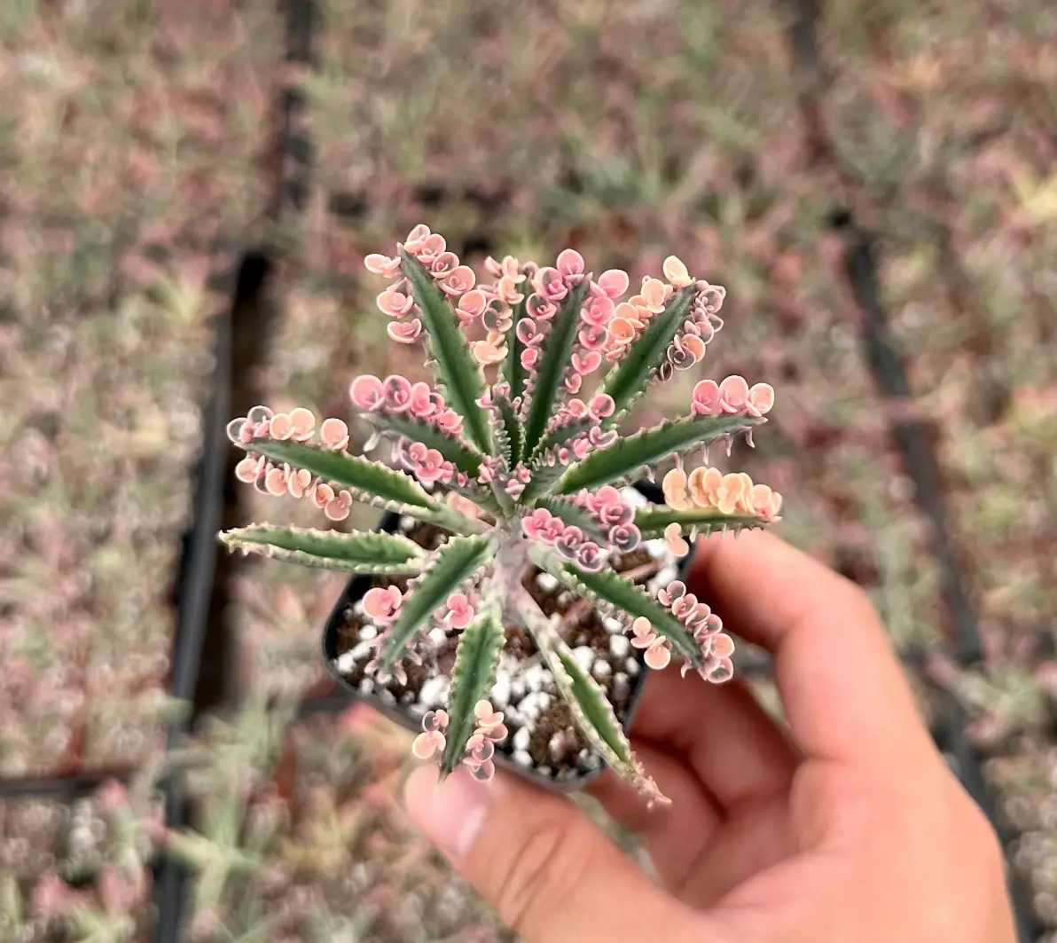 Kalanchoe Pink Butterfly, Rare Succulent, Variegated Succulent, Live Rooted Plant in 2'' pot