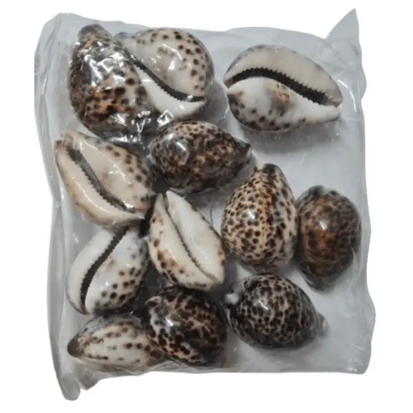 Paquete Caracol Tigre 12 Unidades
