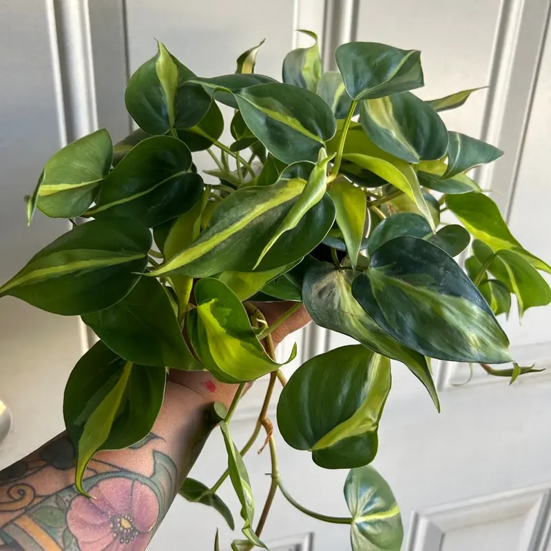 4” philodendron brasil plant