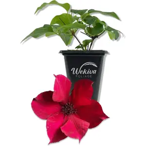 Clematis Nubia - Live Starter Plants in 2 Inch Growers Pots - Starter Plants Ready for The Garden - Rare Clematis for Collectors