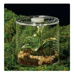 Acrylic Glass Container for Reptiles and Spiders, Small Leak-Proof Case, Ideal for Wolf Spider, Jumping Spider, Frog, Gecko