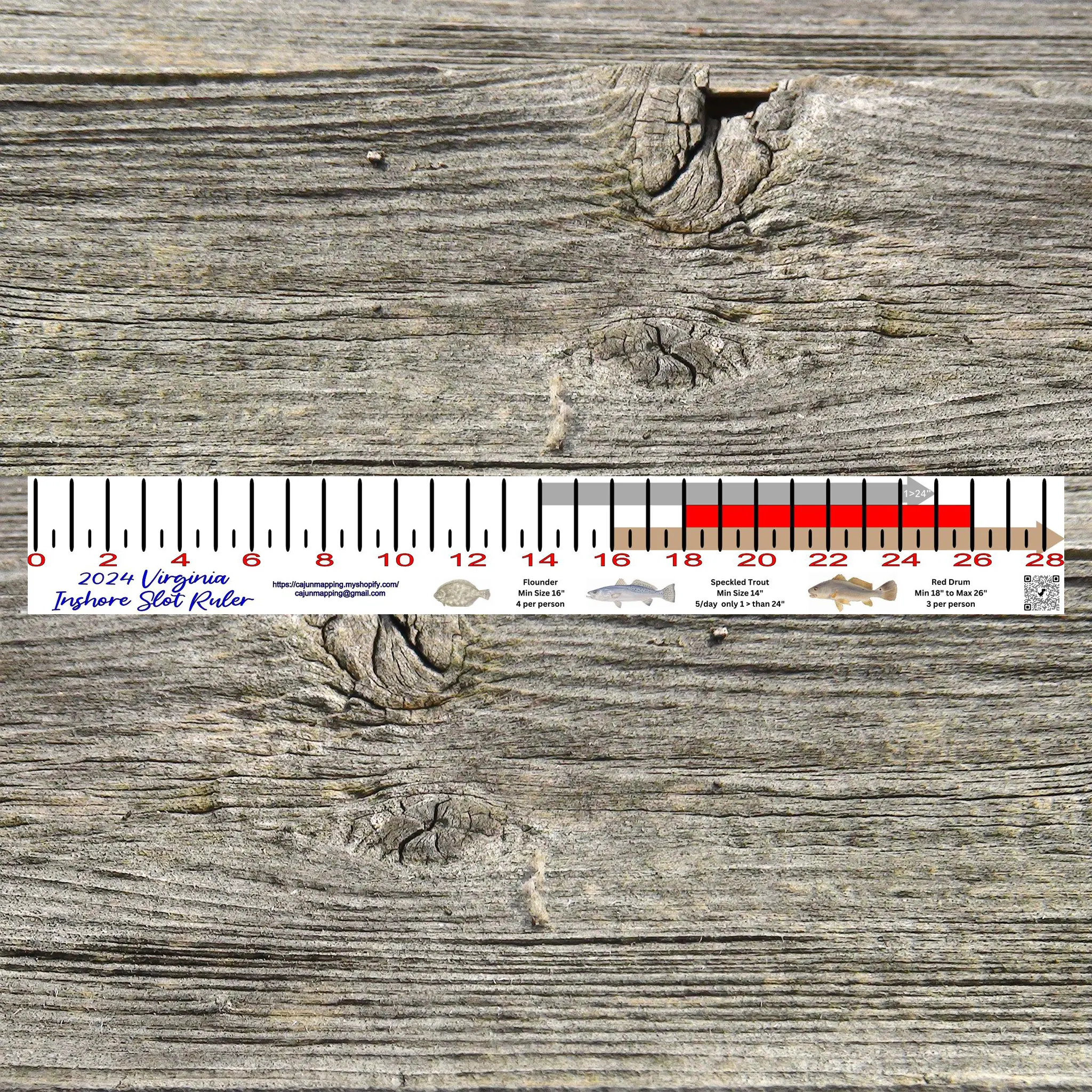 VIRGINIA INSHORE SLOT FISH RULER