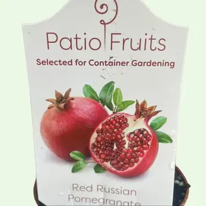 Red Russian Pomegranate Patio Plant - Perfect for Your Garden and Easy Growing in Zones 6 to 11 Container Gardening Organic