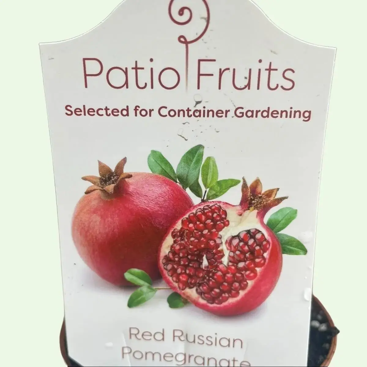 Red Russian Pomegranate Patio Plant - Perfect for Your Garden and Easy Growing in Zones 6 to 11 Container Gardening Organic