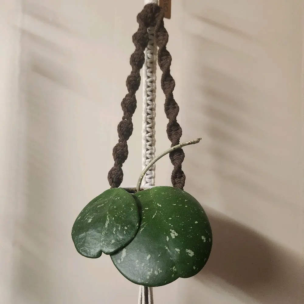 Brown and White Spiral Macrame Plant Hanger with Gold Ring for 2 Inch Pots Decorative Home Accessory