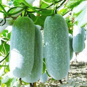 Benincasa Hispida Winter Melon Gourd Squash Seeds Easy to Grow Perennial Container Balcony 120 seeds