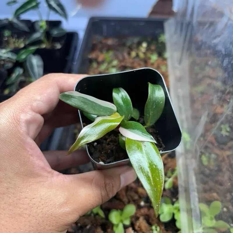 Philodendron ‘Pink Princess’