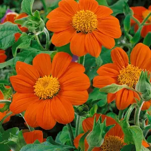 300 Seeds Annual Tithonia Orange Mexican Sunflower Flower Seeds for Planting