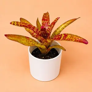 Neoregelia Tango Mango Live Bromeliad Plant - 6" Pot Rare Tropical Indoor Houseplant with Vibrant Foliage for Home Decor, Plant Collectors