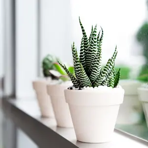 Haworthia Zebra - Haworthia fasciata Plant