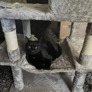 Sweetcrispy Cat Tree with Cat Condo and Big Hammock - 22.44"x13.78"x39.37"H, Faux Fur, Natural Sisal Posts, Hanging Ball, Removable Hammock