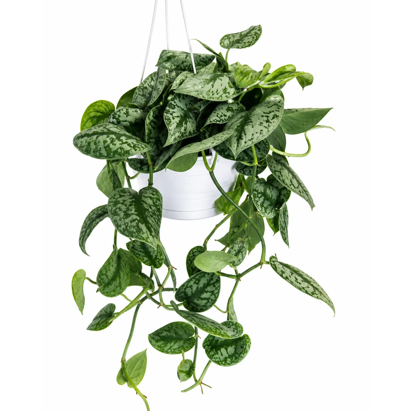8” Scindapsus Pictus Exotica 'Satin Pothos'