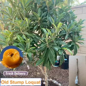 Living loquat tree old pile 2-3 year old perennial fruit tree, ideal for outdoor garden greening
