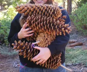 10Pcs Giant Sugar Pine Tree Seeds for Planting - Produces The Largest Pine Cones on The Planet