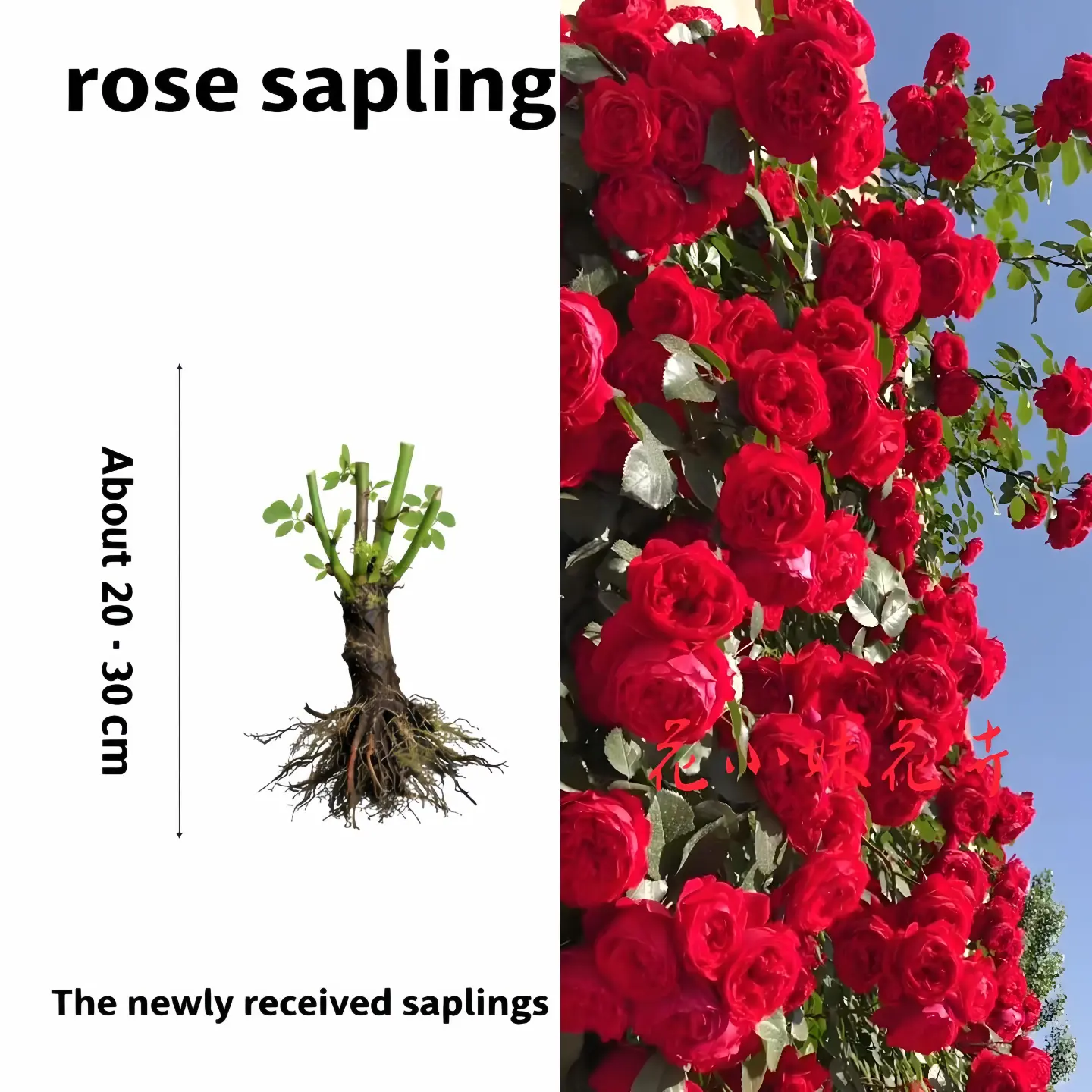 Live Rose Plant（1 plant）