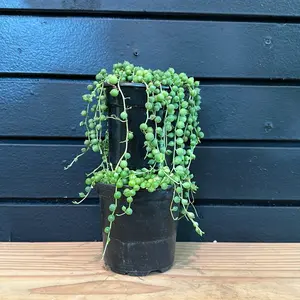 STRING OF PEARLS 4INCH POT