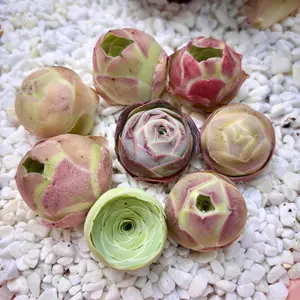 Aeonium Aureum DP 3/6/12-Pack  Rare Live Succulents 0.5-1.5 Inch, Easy Care Bare Root Plants, Indoor Decor, Plant Lover Gift