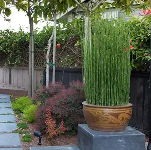 LIVE PLANT 1-2 ft - Equisetum hyemale - Horsetail - Scouring Rush - shipped from sunny Florida