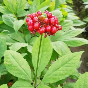 30+ Heirloom Garden American Ginseng Seeds - Non-gmo Panax Quinquefolius - Decorative, Low Maintenance Perennial Shrubs