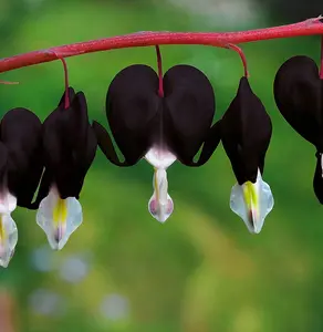 Jettus Black - 25 Black Bleeding Heart Seeds – Rare Perennial Flower Seed Pack, Striking Deep Purple-Black Heart-Shaped Blooms for Dramatic Garden Accents