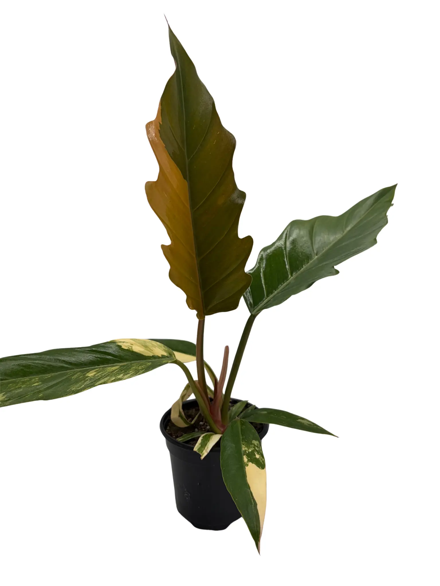Rare Caramel Marble Philodendron - 4" Pot - Collector's Series