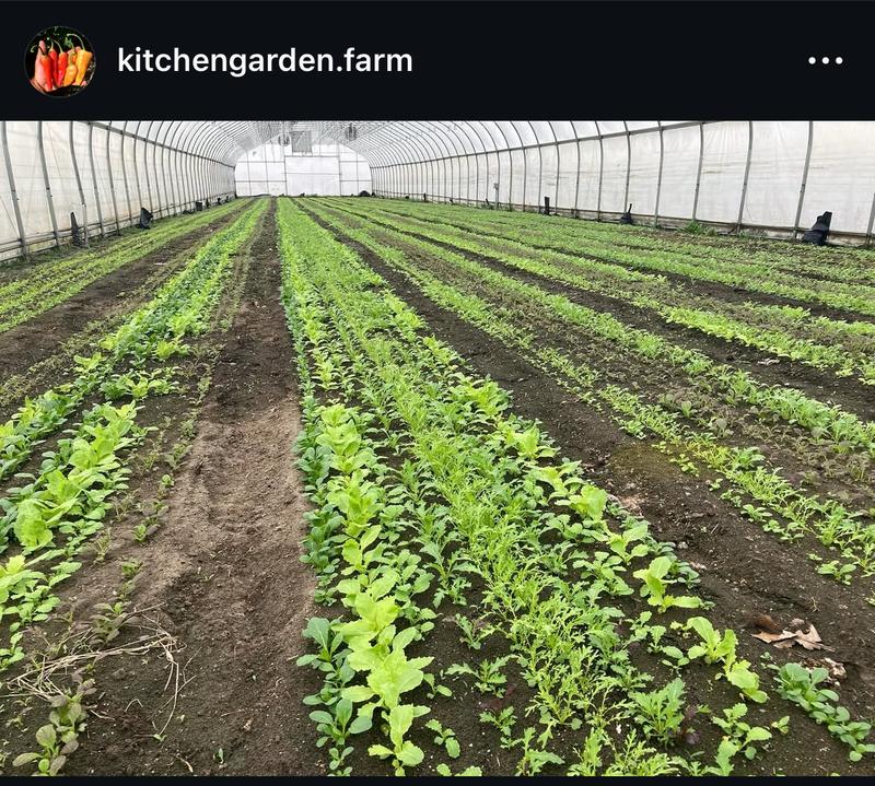 Organic Calabrian Chili Flakes