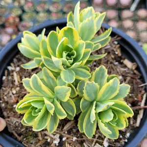 Sedum alboroseum 'Mediovariegatum' Variegated