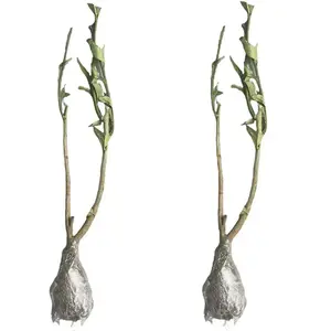 Fragrant Key Lime Starter Plant: Fast-Growing, Easy Care Live Tree, Suitable For Patios & Balconies, Ideal For Home Gardens, Producing Fruits For Drinks & Cooking.