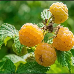 Fall Gold Raspberry Starter Plant
